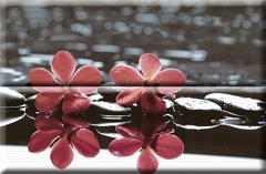 Composicion Wellness Red 02