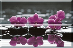 Composicion Wellness Purple 02