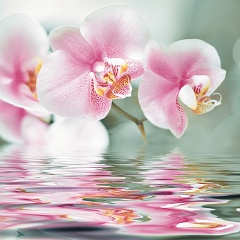 Decor Flower Orchiee Brillo